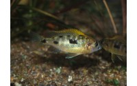 Otopharynx lithobates "black orange dorsal"