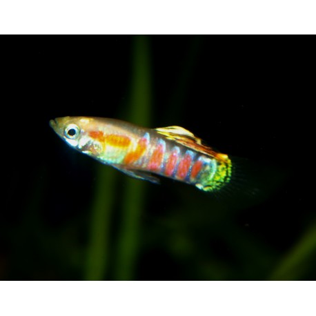 Guppy "ginger rubra" - Poecilia reticulata (FR)