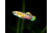 Guppy "ginger rubra" - Poecilia reticulata (FR)