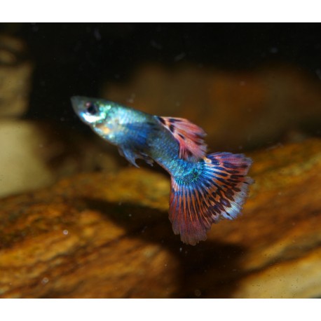 Guppy dumbo - Poecilia reticulata