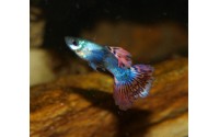 Guppy dumbo - Poecilia reticulata