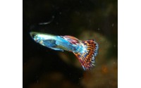 Guppy dumbo - Poecilia reticulata