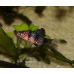 Barbus rubis noir - Pethia nigrofasciata