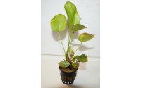 Echinodorus ozelot "green" - Pot