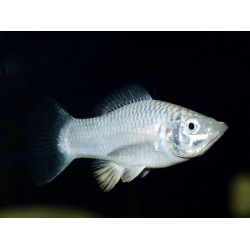Molly silver - Poecilia latipinna