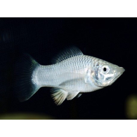 Molly silver - Poecilia latipinna