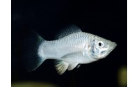 Molly silver - Poecilia latipinna
