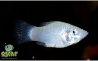 Molly silver - Poecilia latipinna