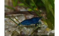 Crevette Blue velvet - Neocaridina davidii