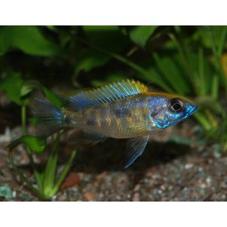 Otopharynx lithobates "black orange dorsal"