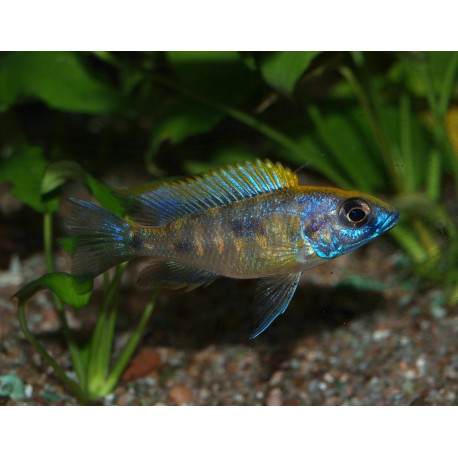 Otopharynx lithobates "black orange dorsal"