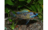 Otopharynx lithobates "black orange dorsal"