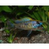 Otopharynx sp. calico fr