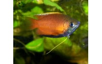 Gourami miel mâle