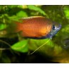 Gourami miel - Trichogaster chuna