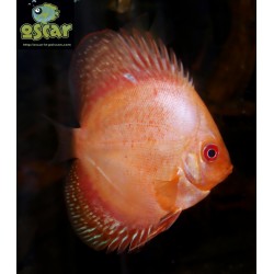Discus red marlboro - Symphysodon aequifasciatus