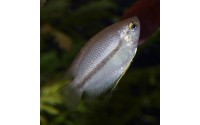 Gourami miel femelle