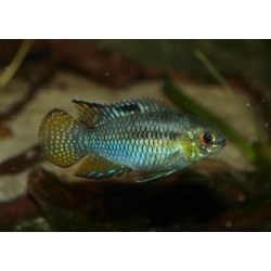 Acara drapeau - Laetacara curviceps