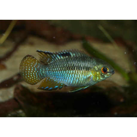 Acara drapeau - Laetacara curviceps