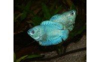 Gourami nain - Trichogaster lalius - Robe cobalt