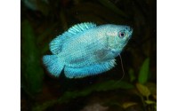 Gourami nain - Trichogaster lalius - Robe cobalt