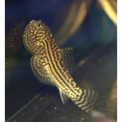 Loche tigre de torrent