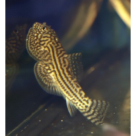 Loche tigre de torrent