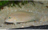 Telmatochromis sp. temporalis "shell"