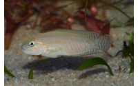 Telmatochromis sp. temporalis "shell"