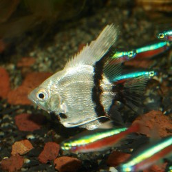 Scalaire platinum dalmatien - Pterophyllum scalare