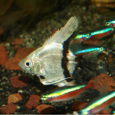 Scalaire platinum dalmatien - Pterophyllum scalare