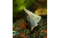 Scalaire platinum dalmatien - Pterophyllum scalare