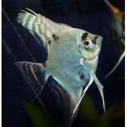 Scalaire platinum panda - Pterophyllum scalare