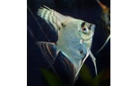 Scalaire platinum panda - Pterophyllum scalare