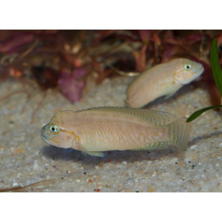 Telmatochromis sp. temporalis "shell"