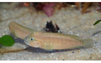 Telmatochromis sp. temporalis "shell"