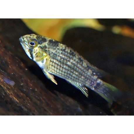 Apistogramma tucurui