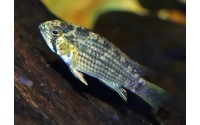 Apistogramma tucurui