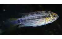 Apistogramma tucurui