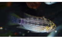 Apistogramma tucurui