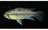 Apistogramma tucurui