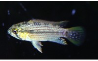 Apistogramma tucurui