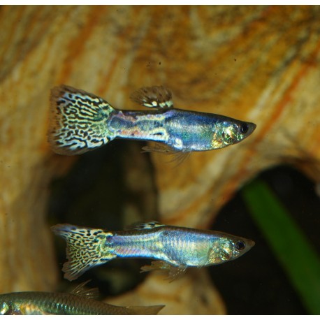 Guppy luminus cobra - Poecilia reticulata