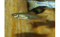 Guppy luminus cobra - Poecilia reticulata