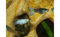 Guppy luminus cobra - Poecilia reticulata