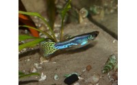 Guppy luminus cobra - Poecilia reticulata