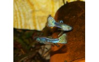 Guppy luminus cobra - Poecilia reticulata