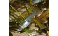 Guppy luminus cobra - Poecilia reticulata