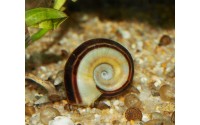 Escargot Marise - Marisa cornuarietis