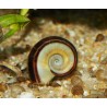 Escargot Marise - Marisa cornuarietis